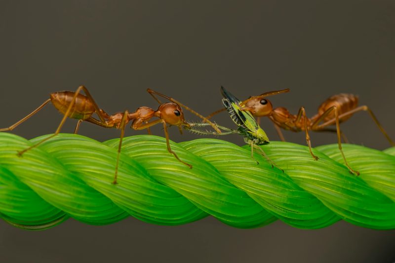 How to Get Rid of Ants in the Kitchen Naturally (2025 Eco Guide)
