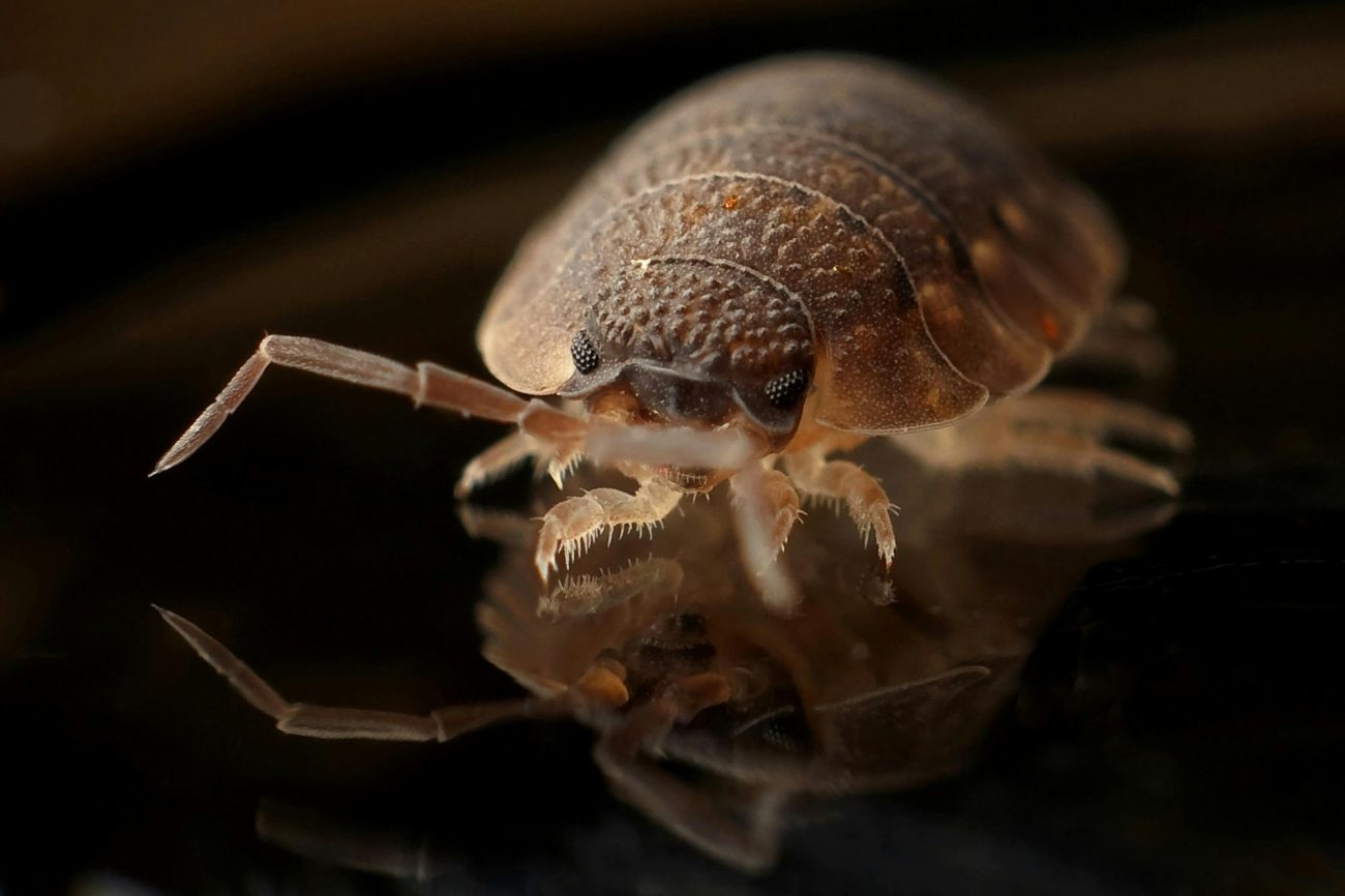 get rid of bed bugs fast